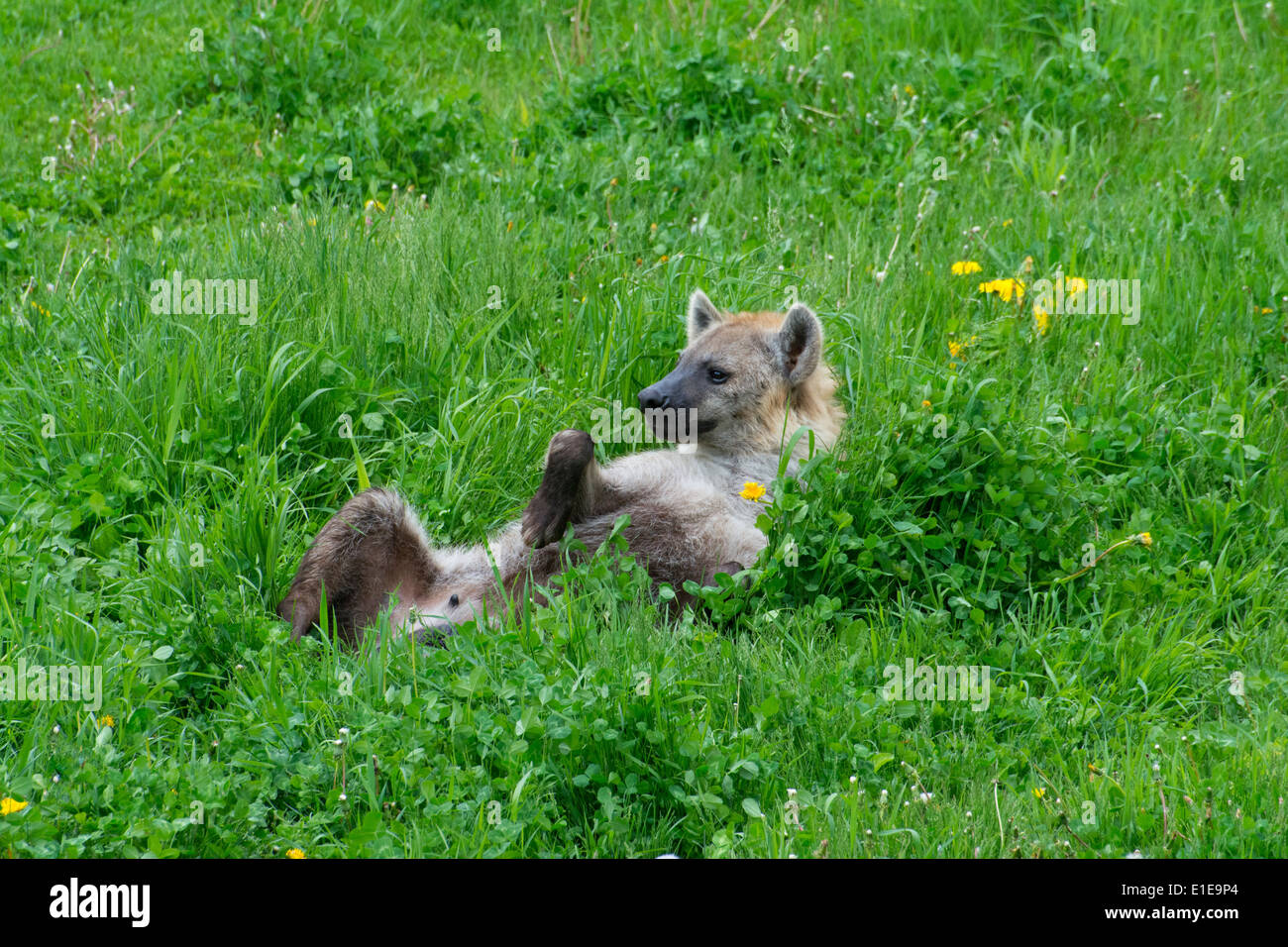 A Spotted Hyena Stock Photo - Alamy