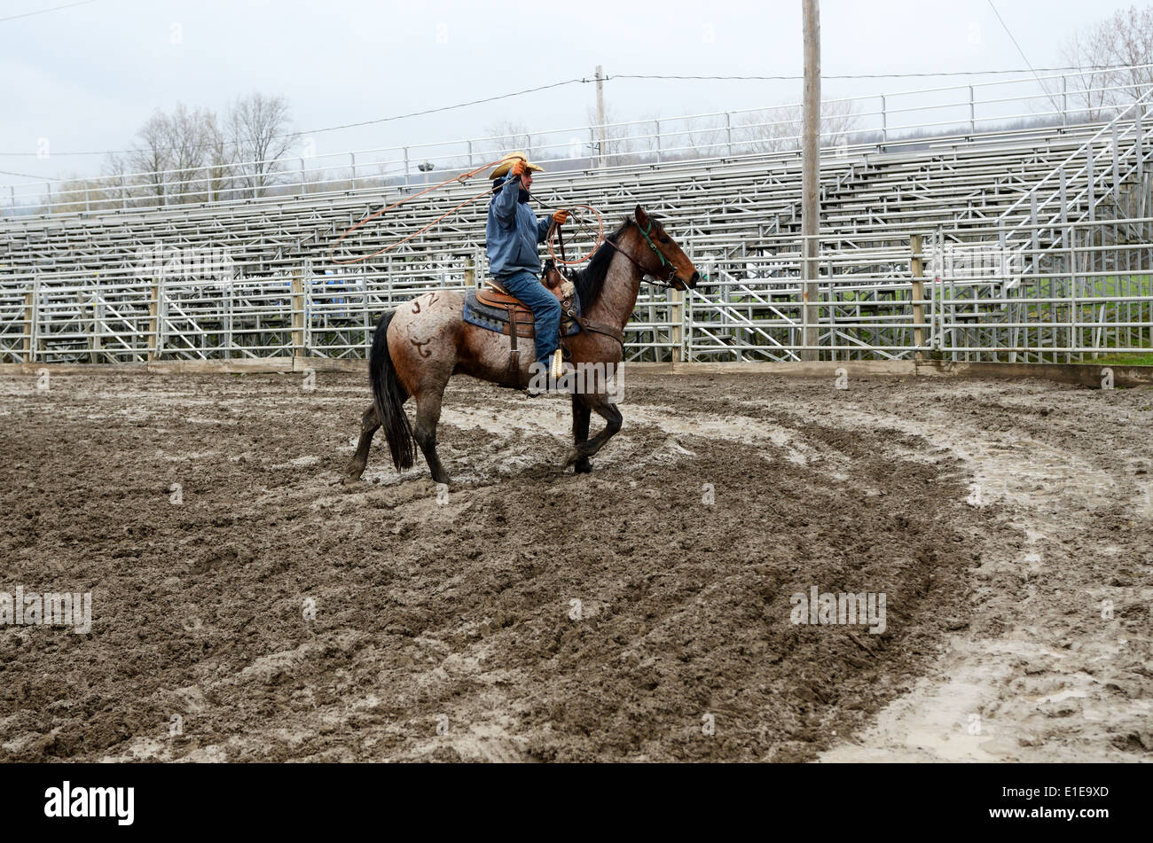 Arena cowboy rounds up cattle in pen. Stock Photo