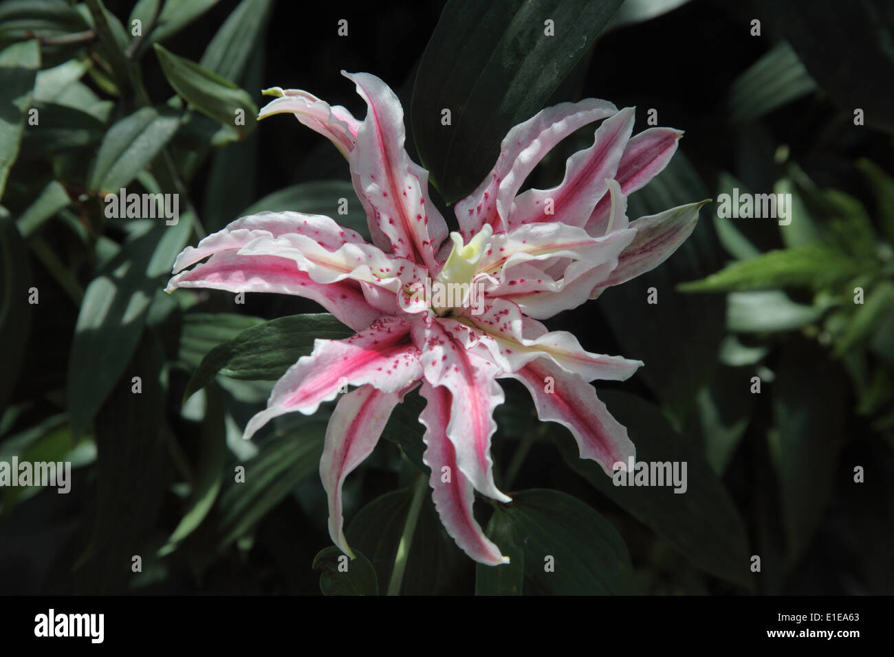 Lilium 'Double original' close up of flower Stock Photo