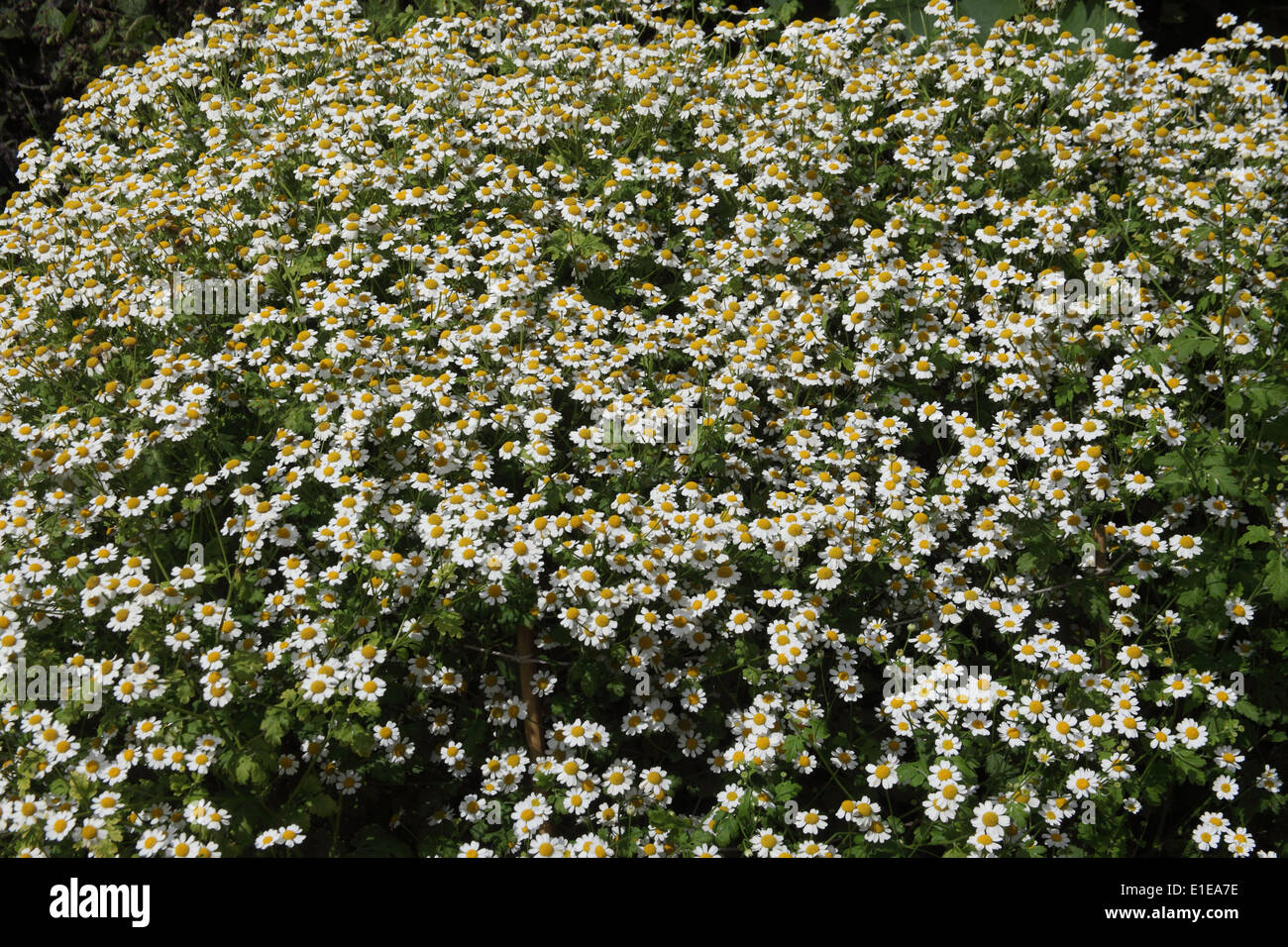 Tanacetum parthenium Feverfew plant in flower Stock Photo