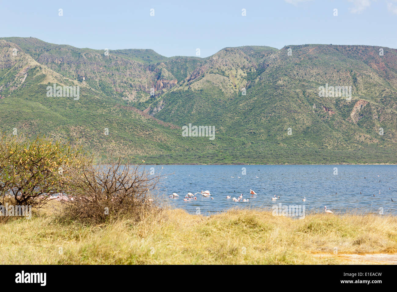 Flamingos and beautiful landscape at Lake Bogoria in Kenya. Stock Photo