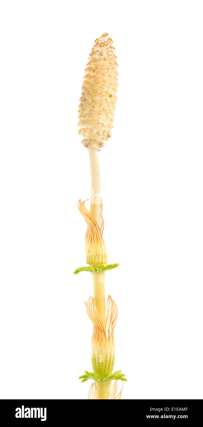 Strobilus of a horsetail plant isolated on white Stock Photo