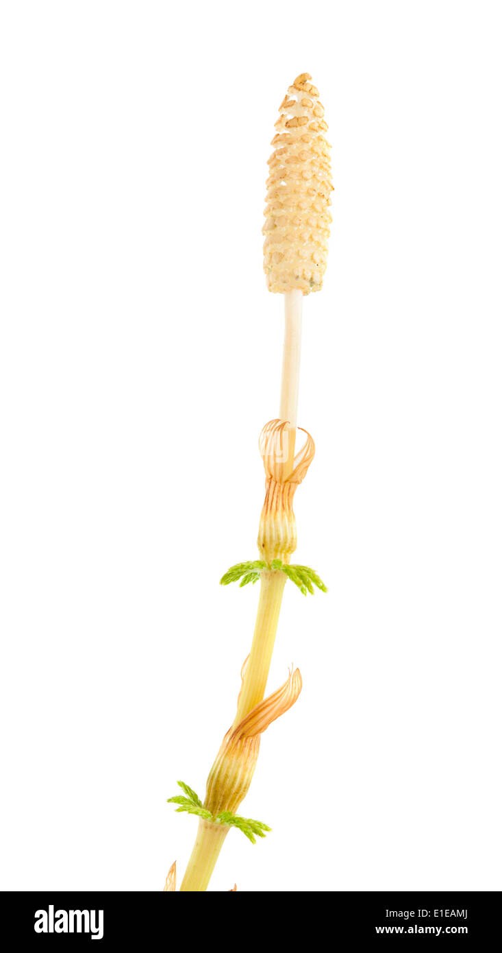 Strobilus of a horsetail plant isolated on white Stock Photo