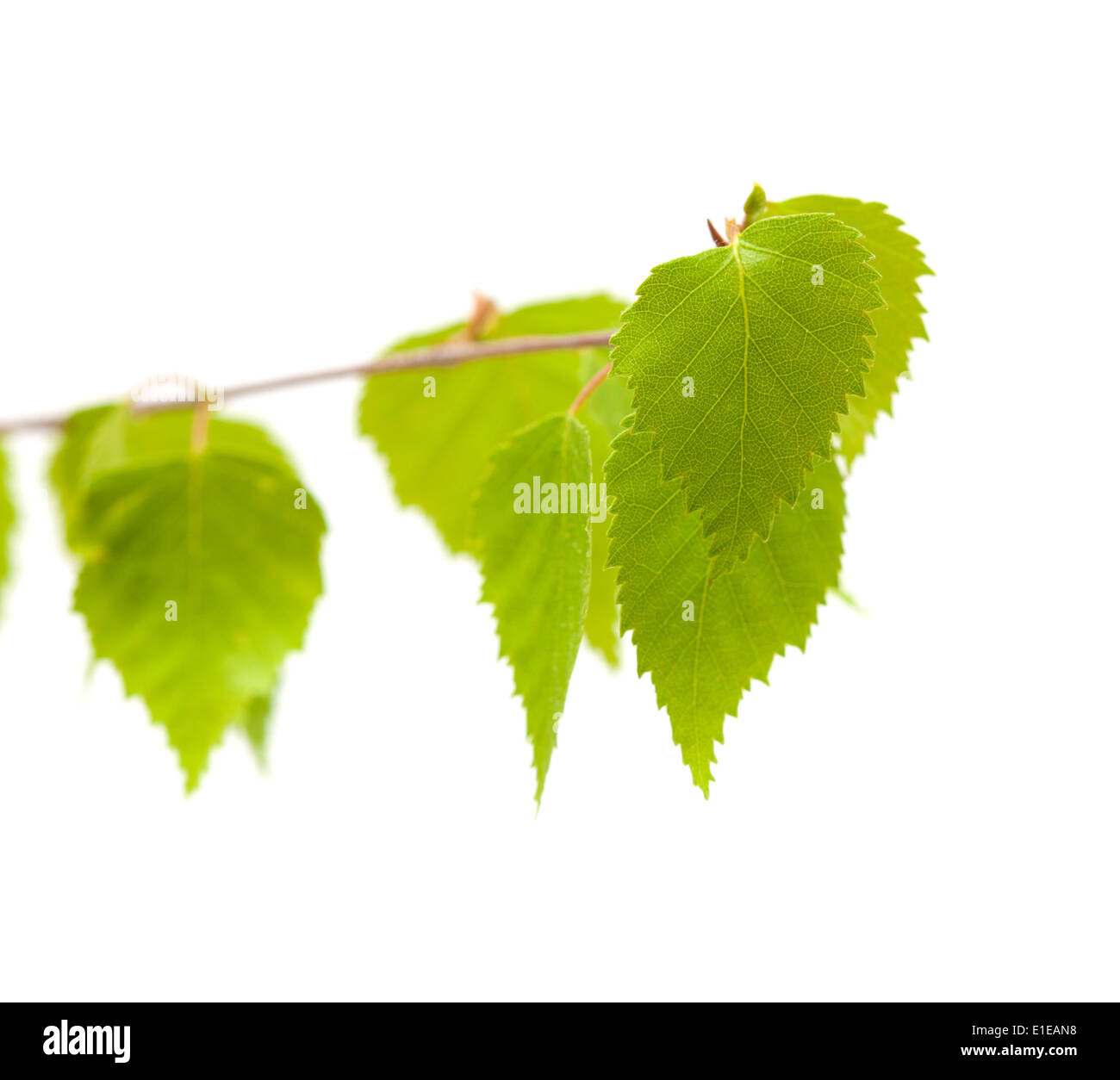 silver birch yougn leaves isolated Stock Photo Alamy