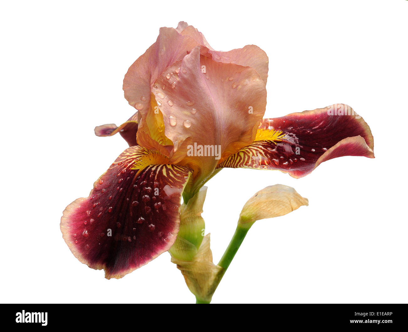 burgundy iris flower with water drops isolated on white background Stock Photo