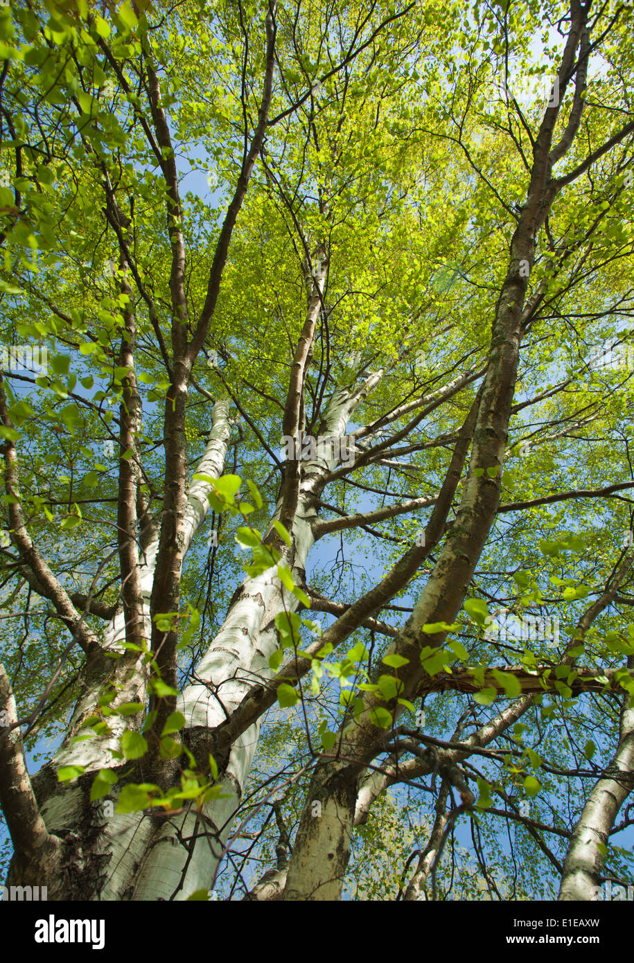 silver birch yougn leaves, wideangle shot Stock Photo