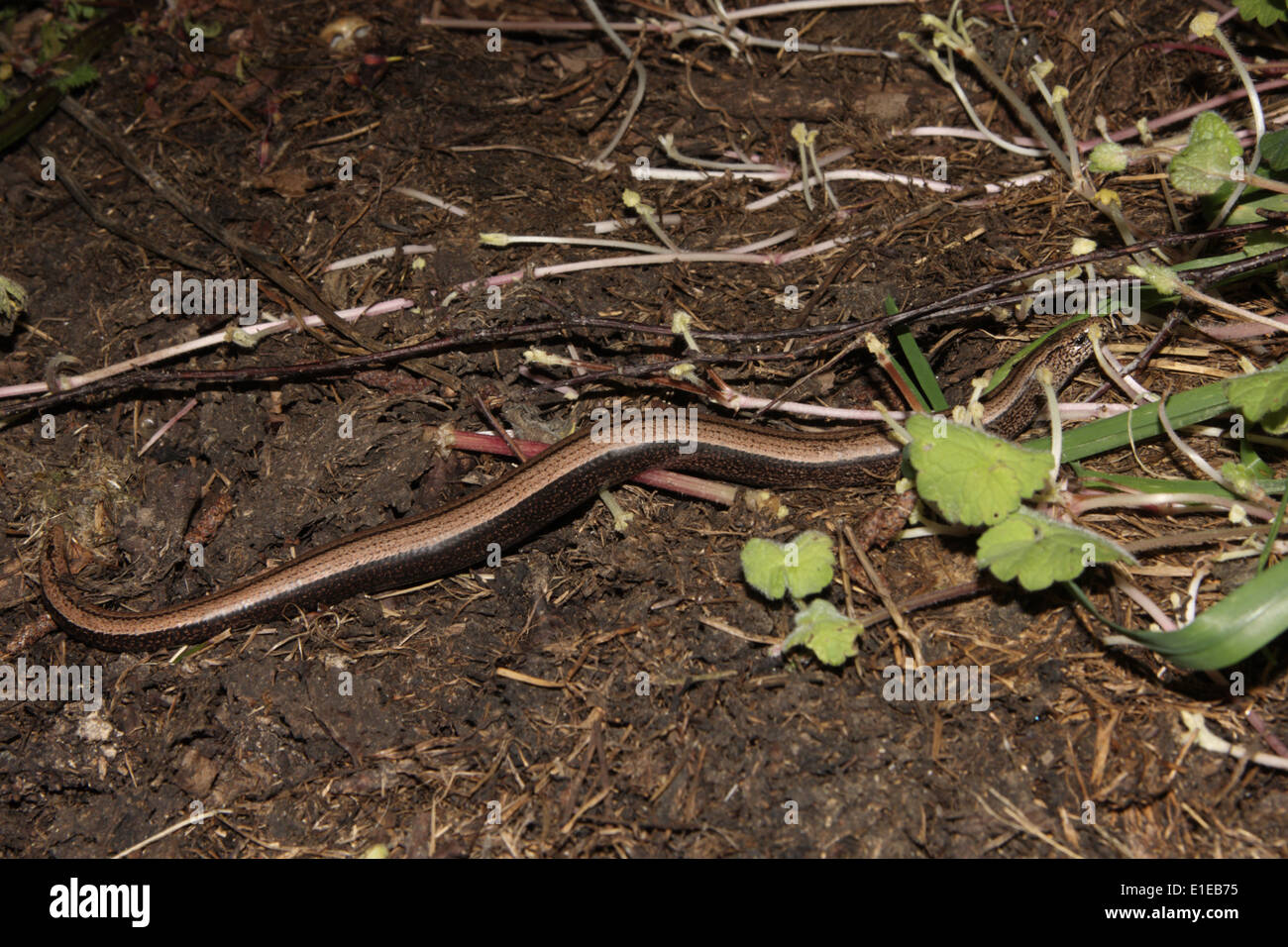 Female Slow-worm Stock Photo