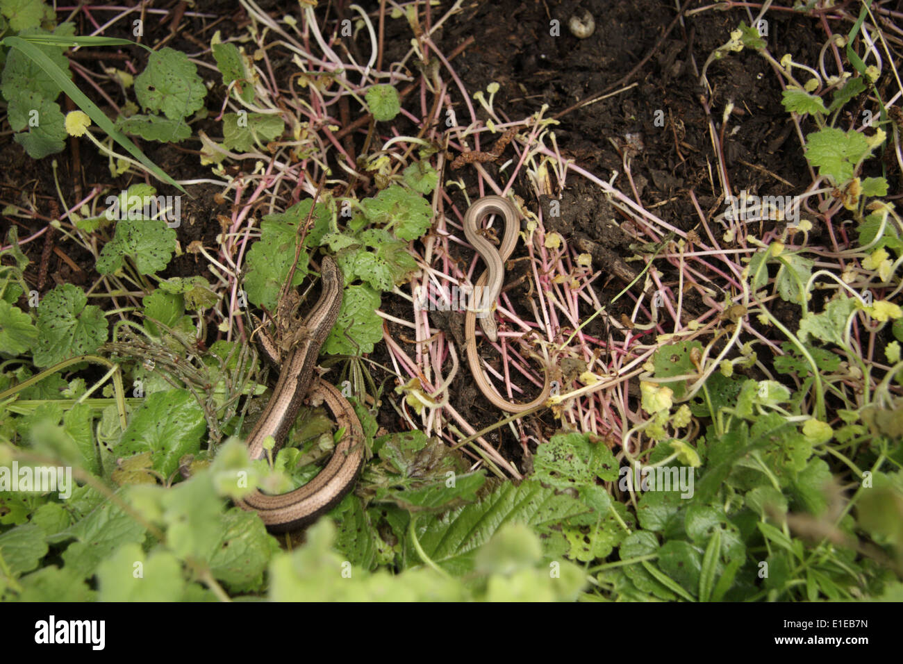 Female and juvenile Slow-worms Stock Photo