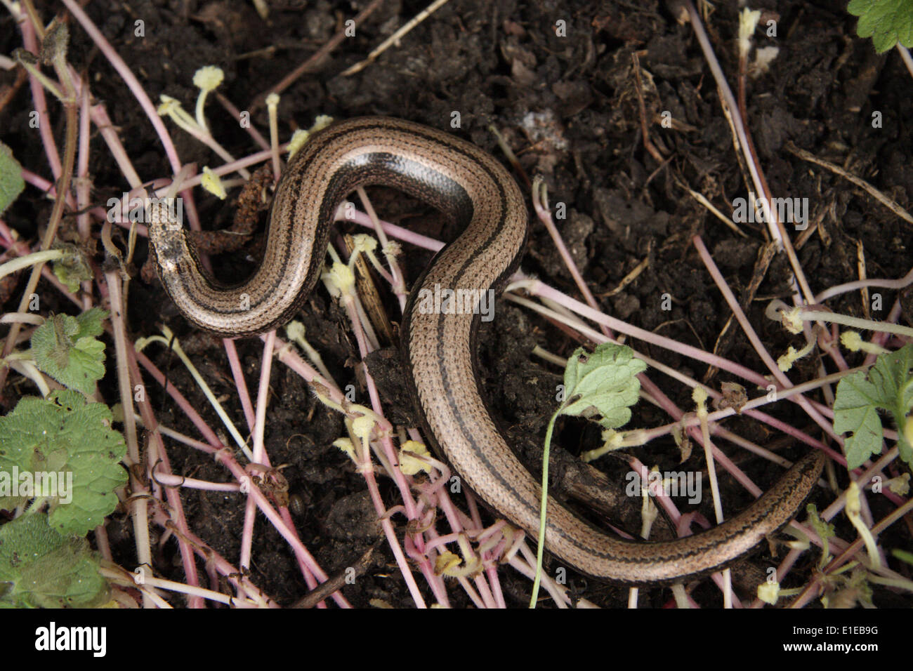Female Slow-worm Stock Photo