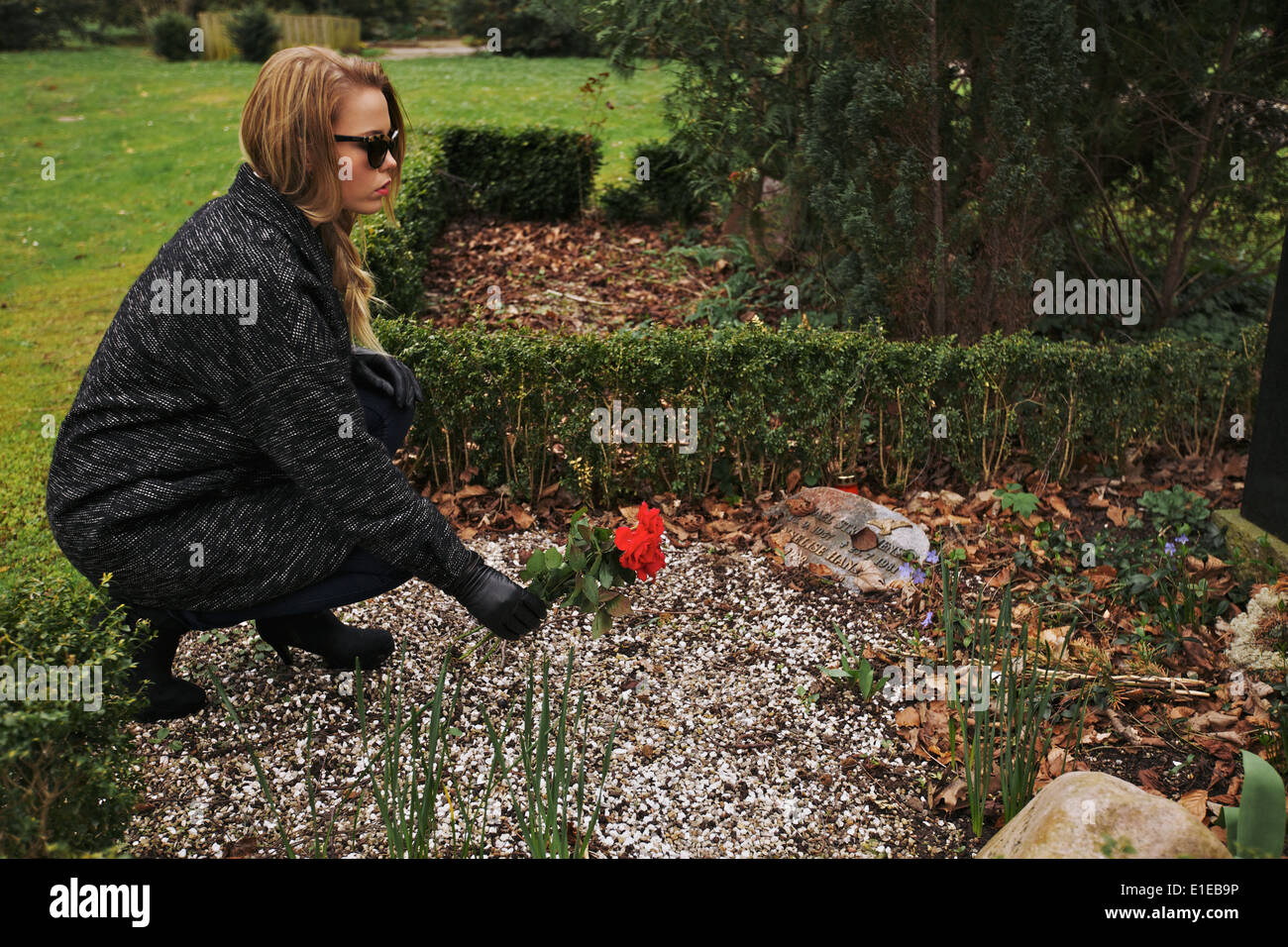 Side view of young woman placing red rose on the grave of her family member at the graveyard. Woman dressed in black grieving. Stock Photo