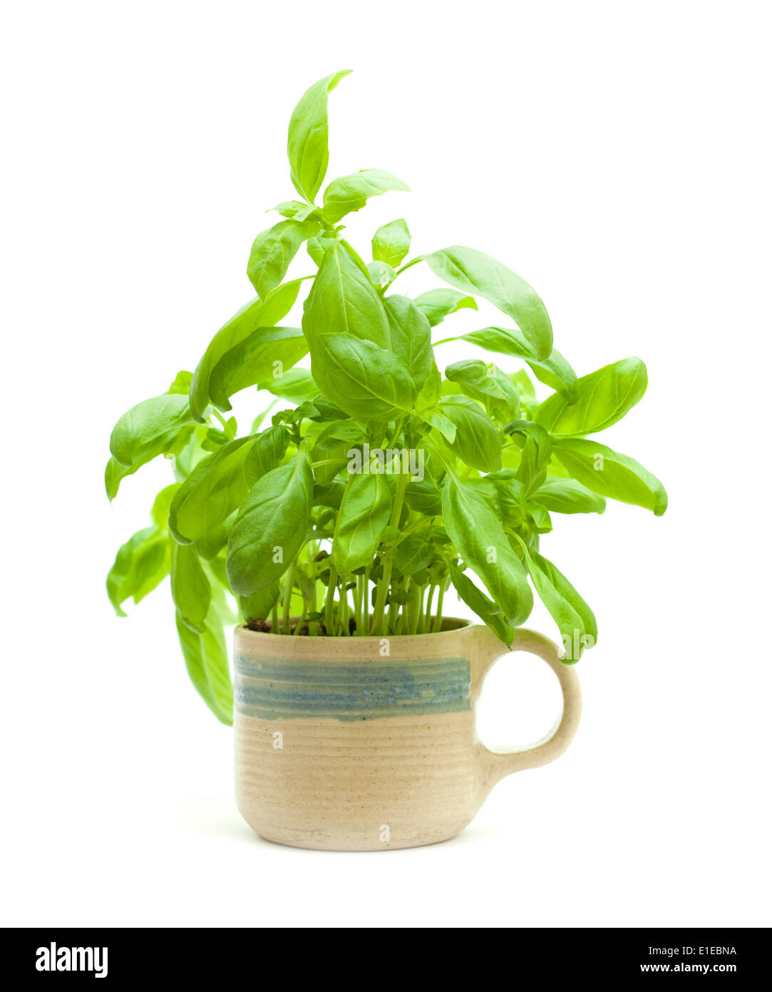 young basil plants Stock Photo Alamy