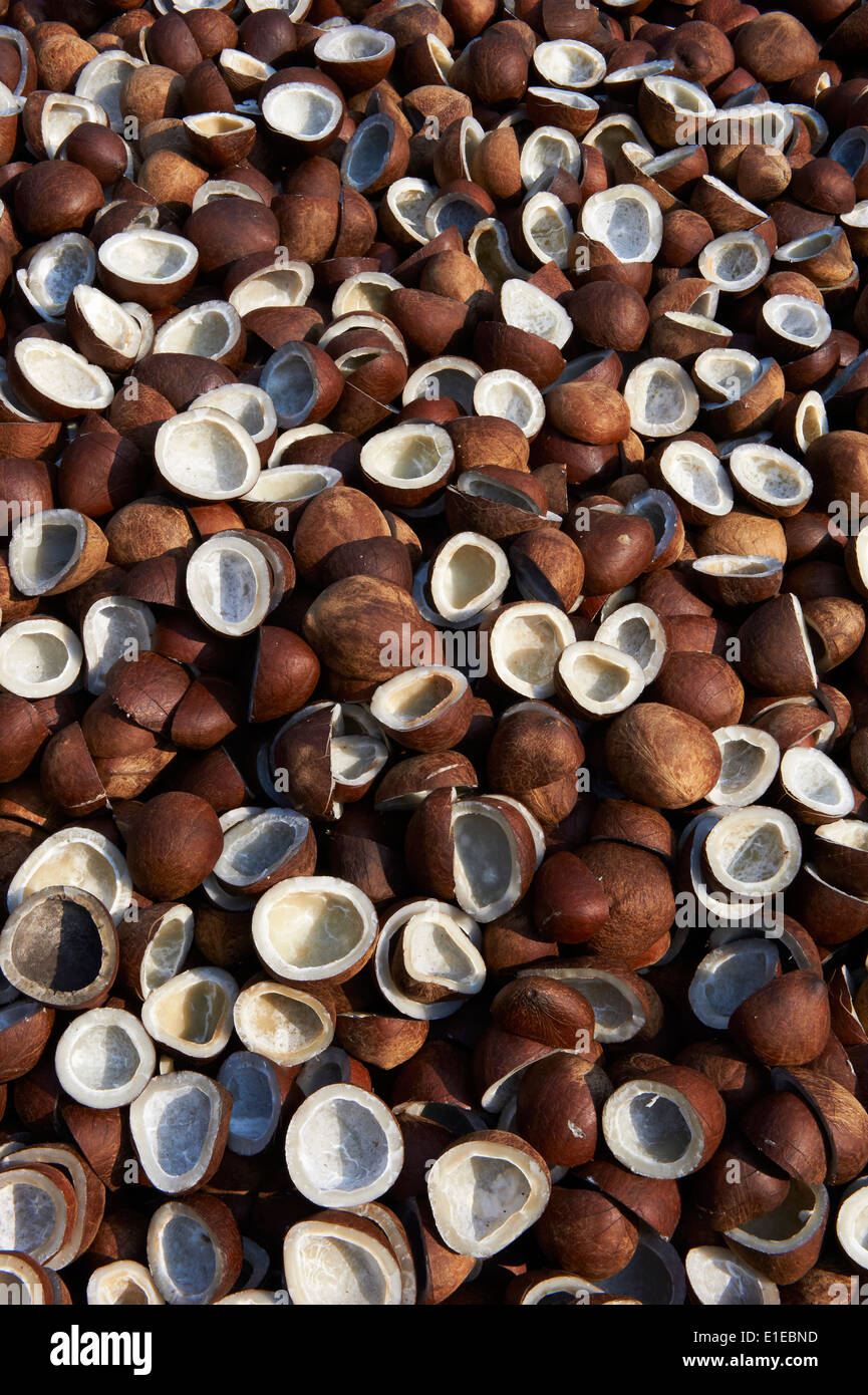 India, Kerala State, Fort cochin or Kochi, spices area, dry coconuts Stock Photo