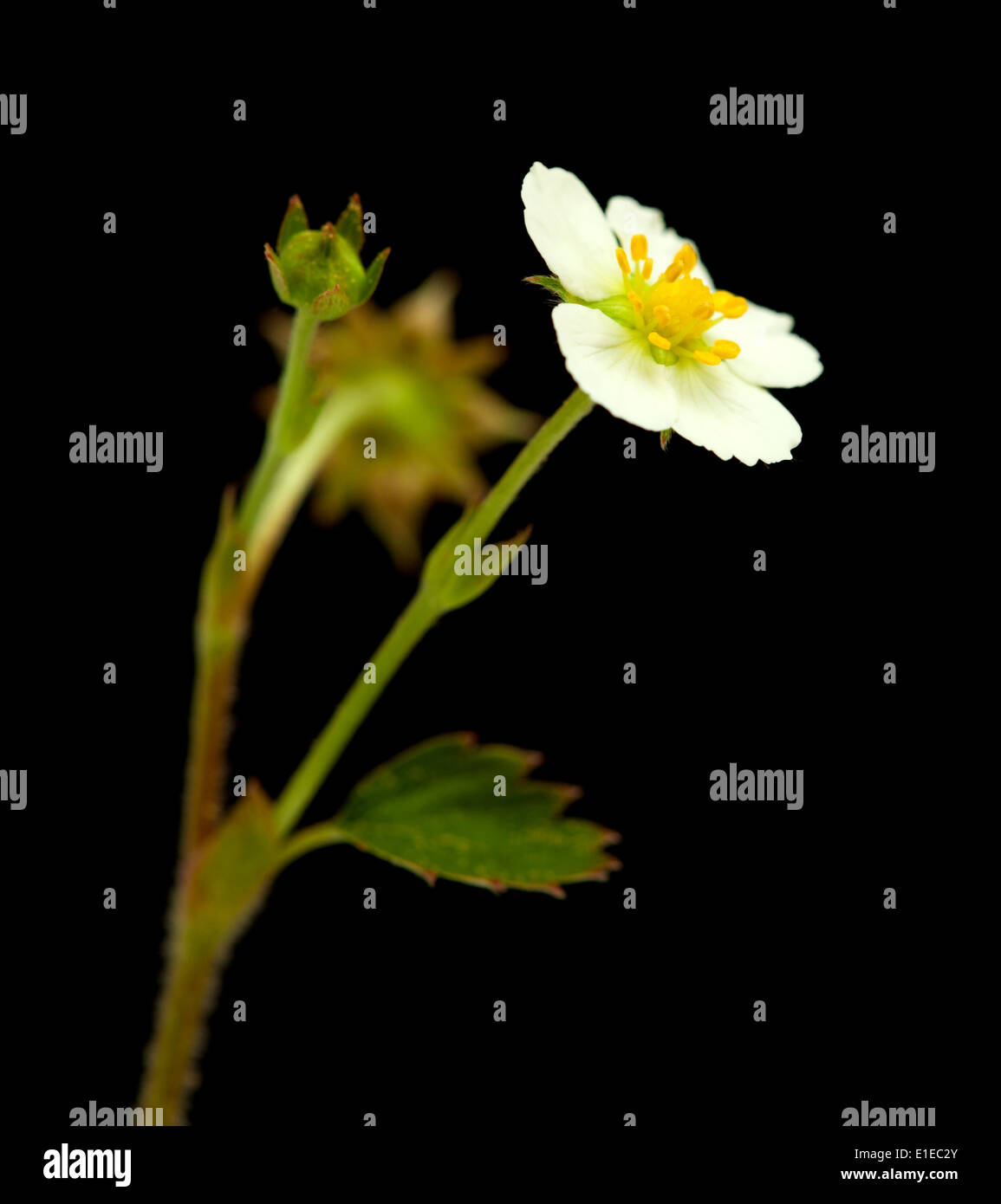 European wild strawberry leaves hi-res stock photography and images - Alamy
