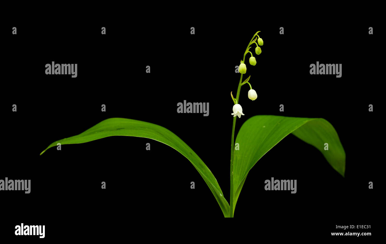 Rhizome lily of the valley hi-res stock photography and images - Alamy