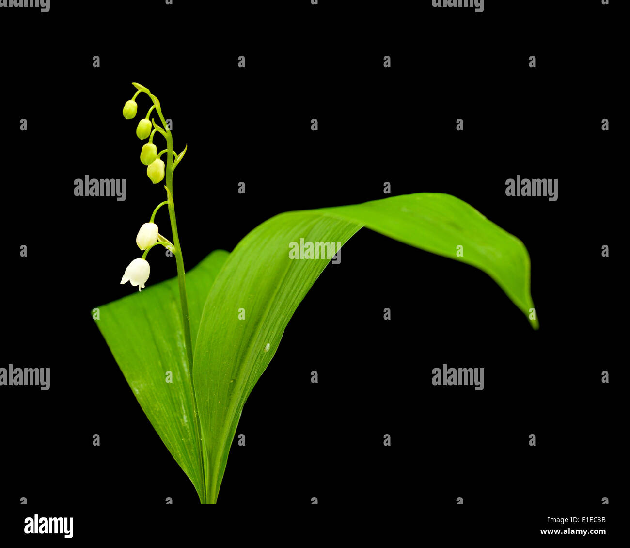 Rhizome lily of the valley hi-res stock photography and images - Alamy