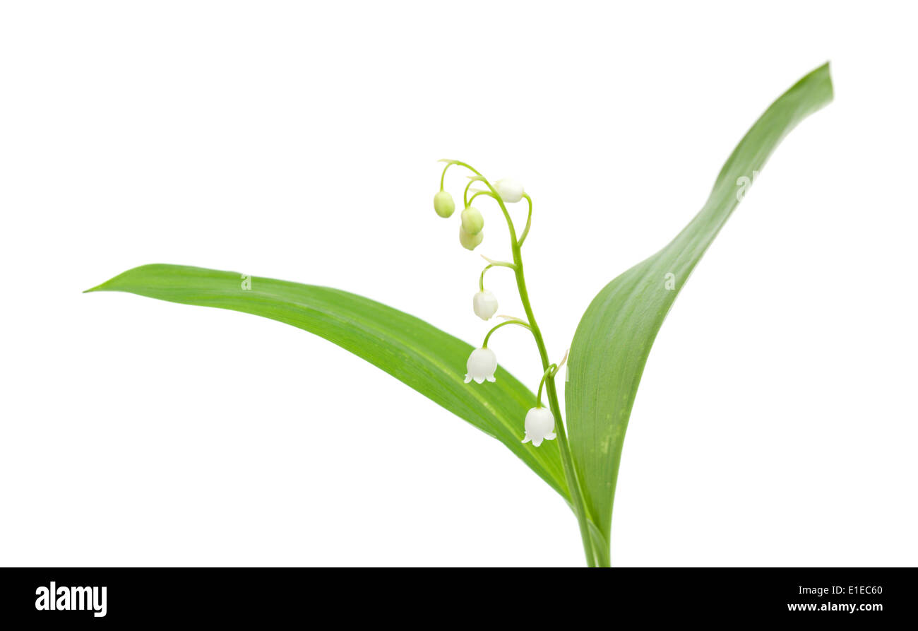 Rhizome lily of the valley hi-res stock photography and images - Alamy