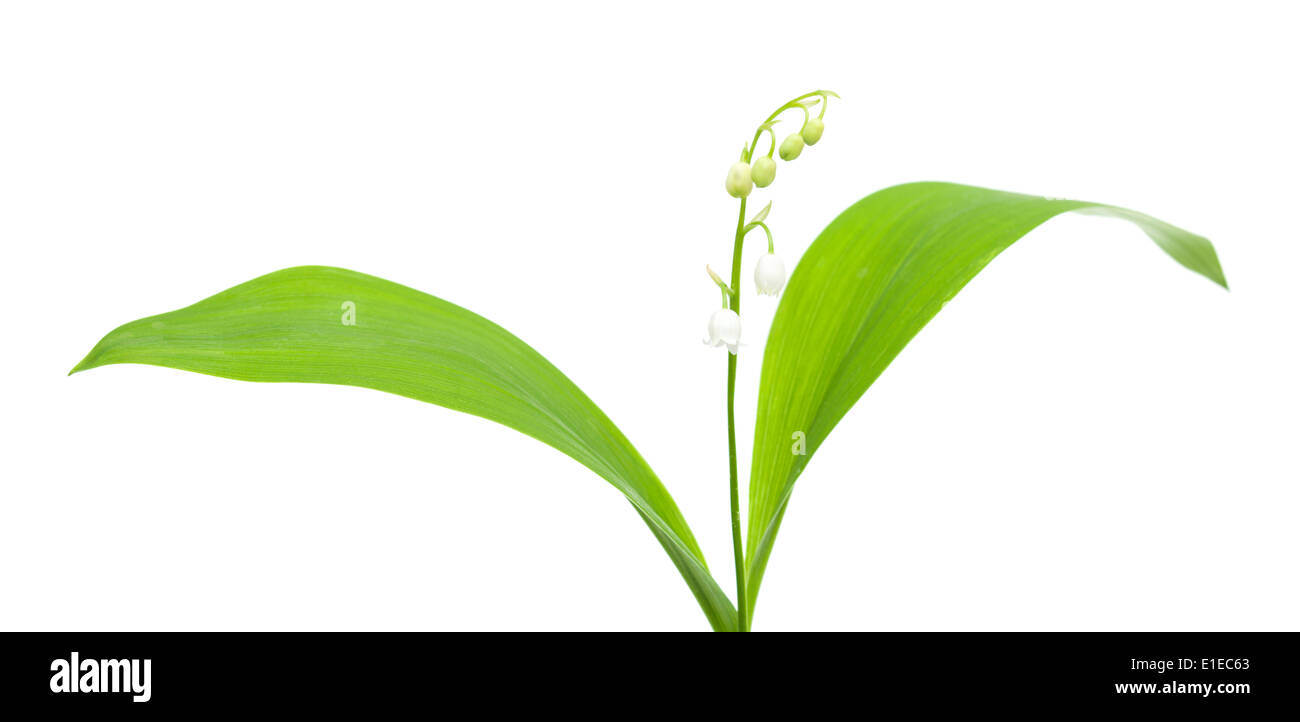 Rhizome lily of the valley hi-res stock photography and images - Alamy