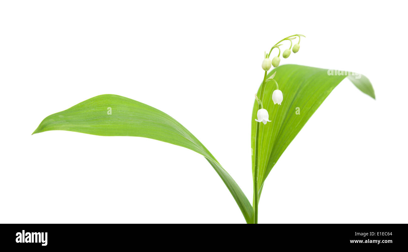 Rhizome lily of the valley hi-res stock photography and images - Alamy