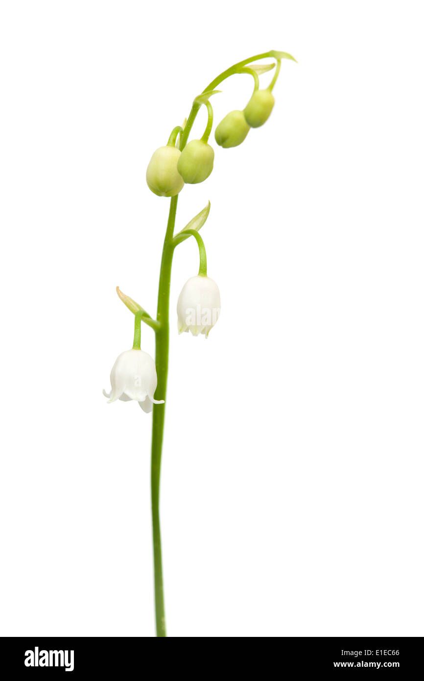 Rhizome lily of the valley hi-res stock photography and images - Alamy