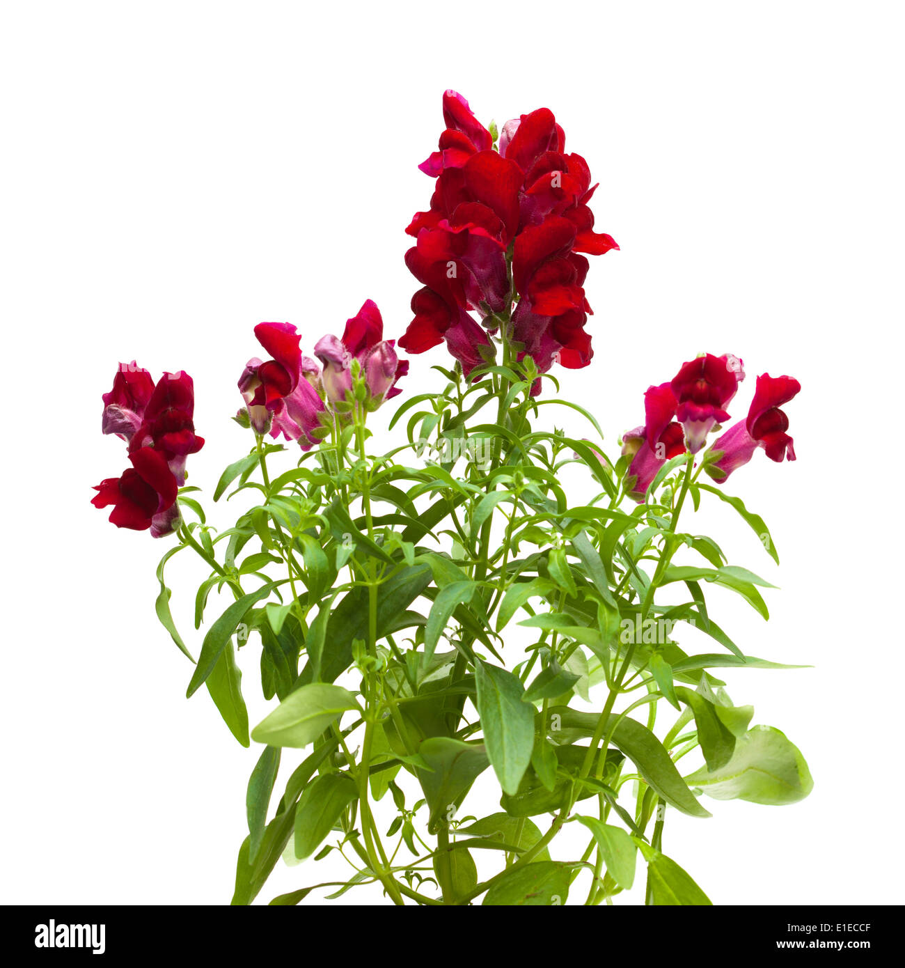 dark red garden snapdragon isolated on white Stock Photo