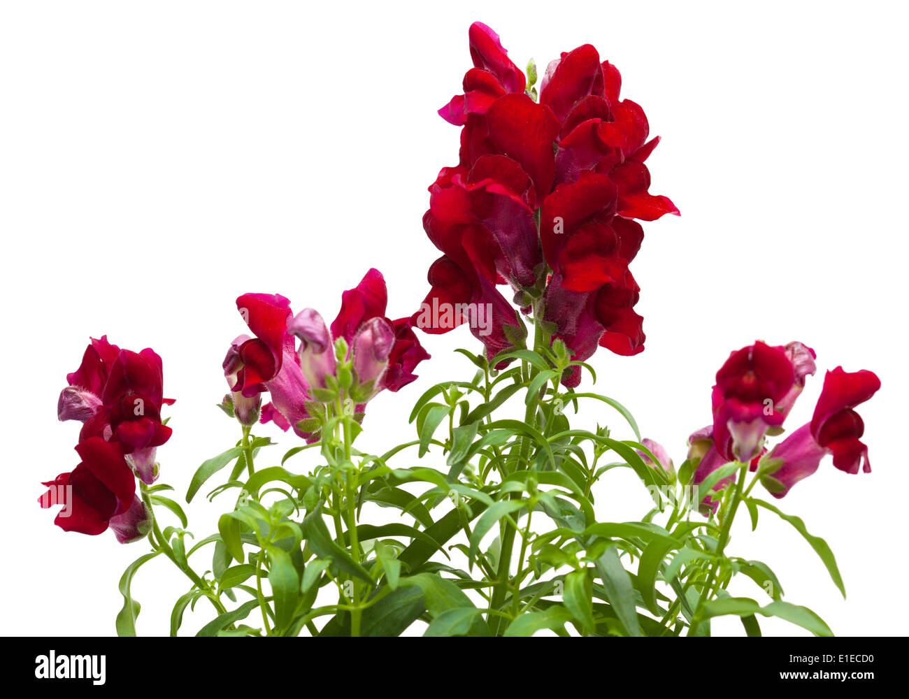dark red garden snapdragon isolated on white Stock Photo