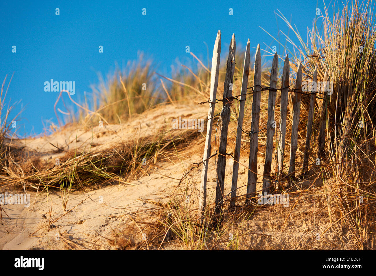 Sand fence, dunes of BarnevilleCarteret, Cotentin peninsula, Lower