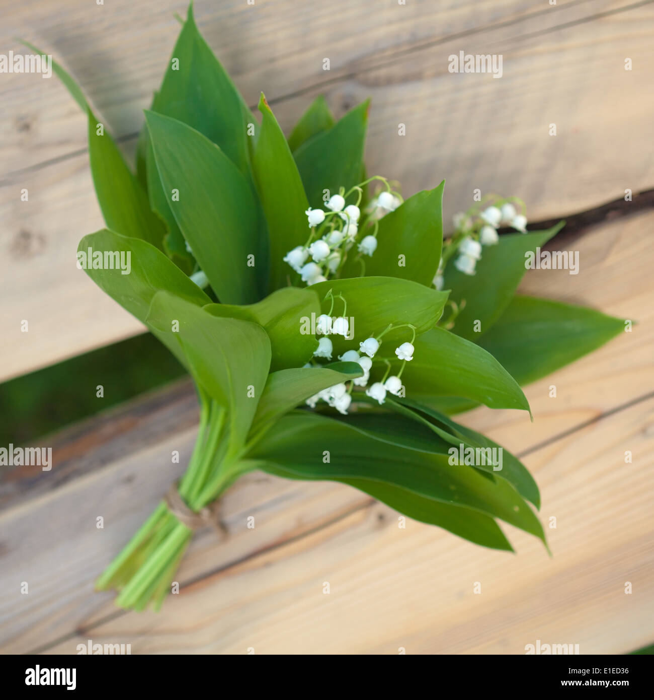 Rhizome lily of the valley hi-res stock photography and images - Alamy