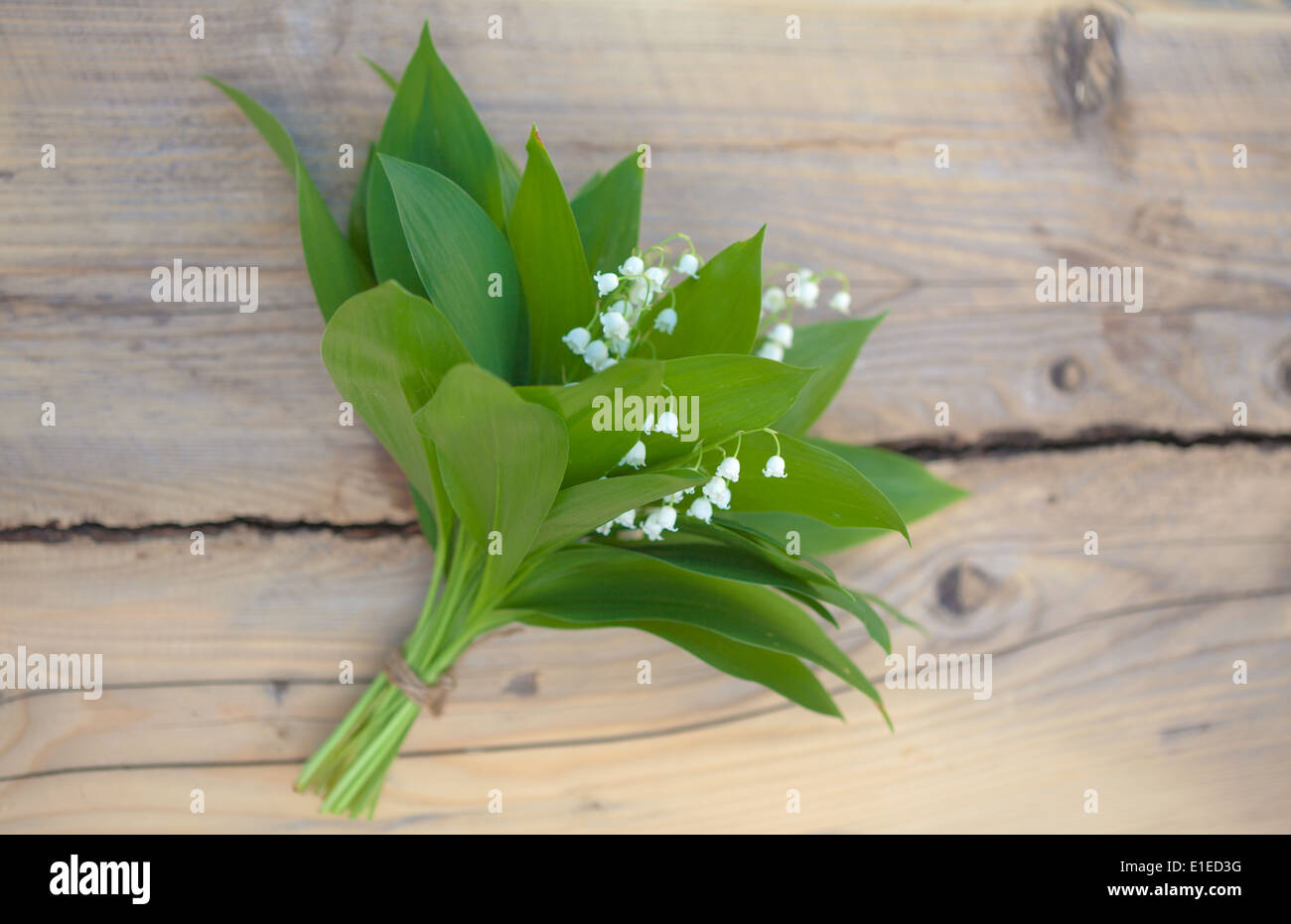 Rhizome lily of the valley hi-res stock photography and images - Alamy