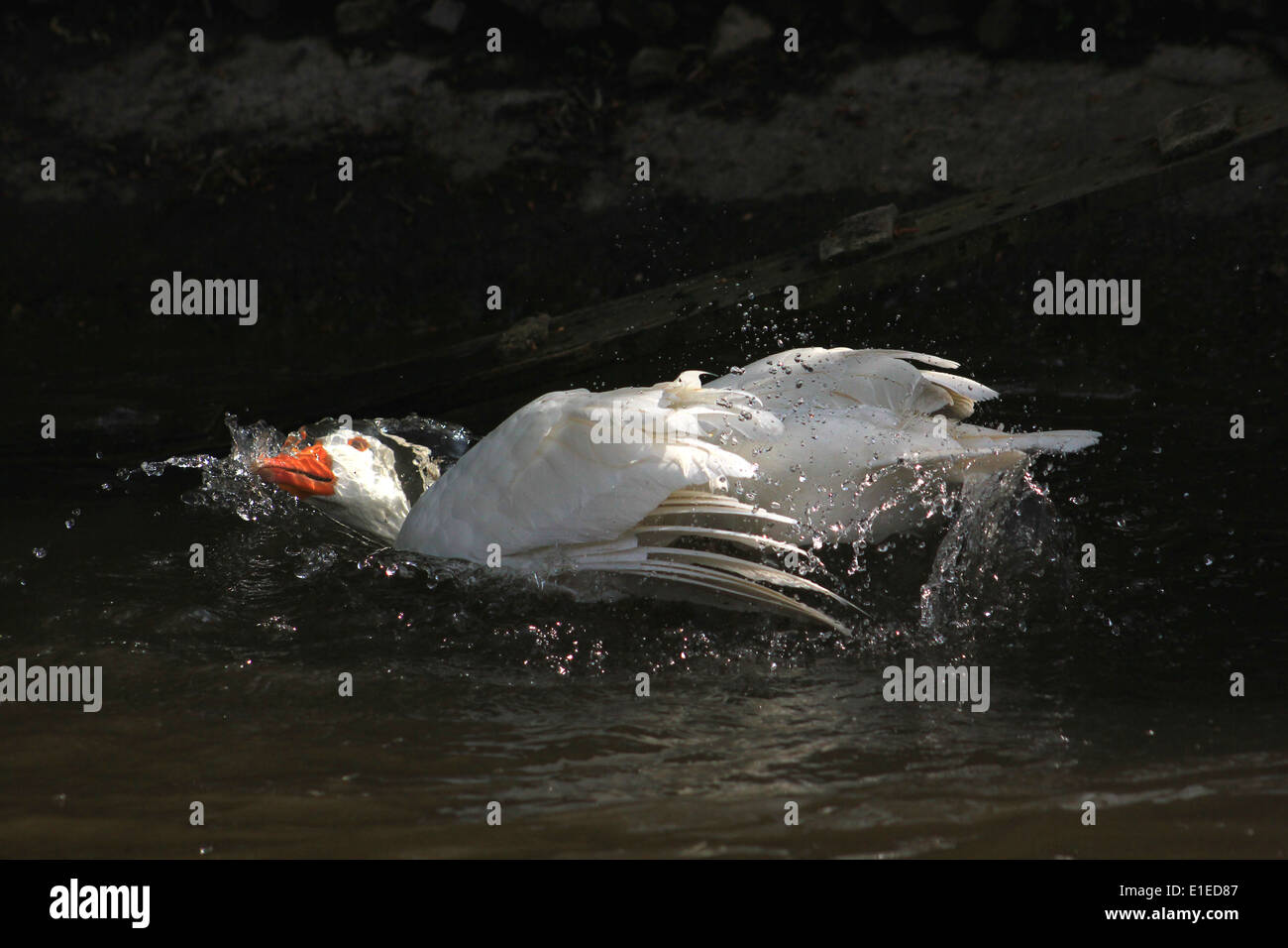Domestic goose washing in Llangollen Canal Stock Photo Alamy