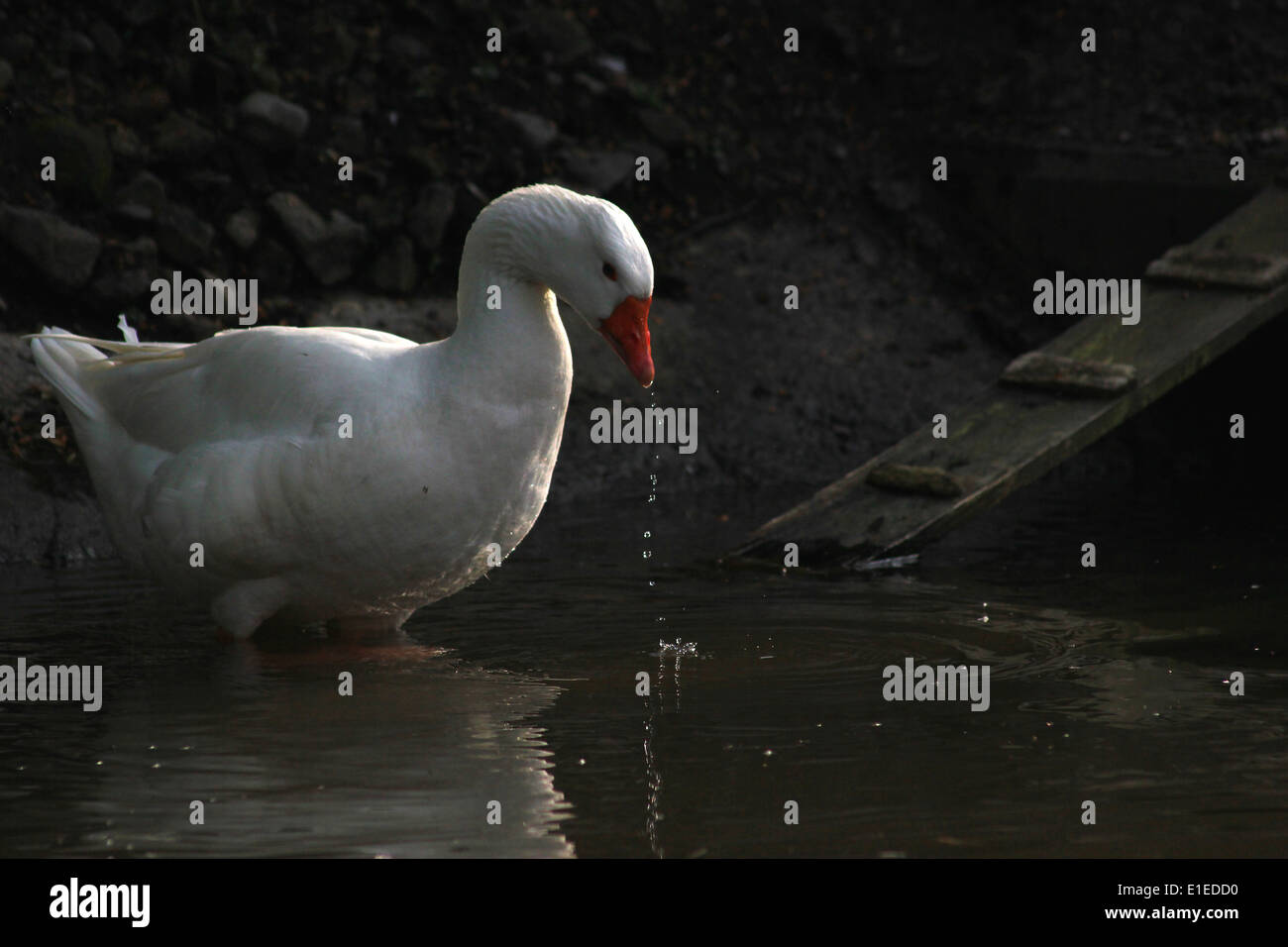 Domestic goose washing in Llangollen Canal Stock Photo Alamy