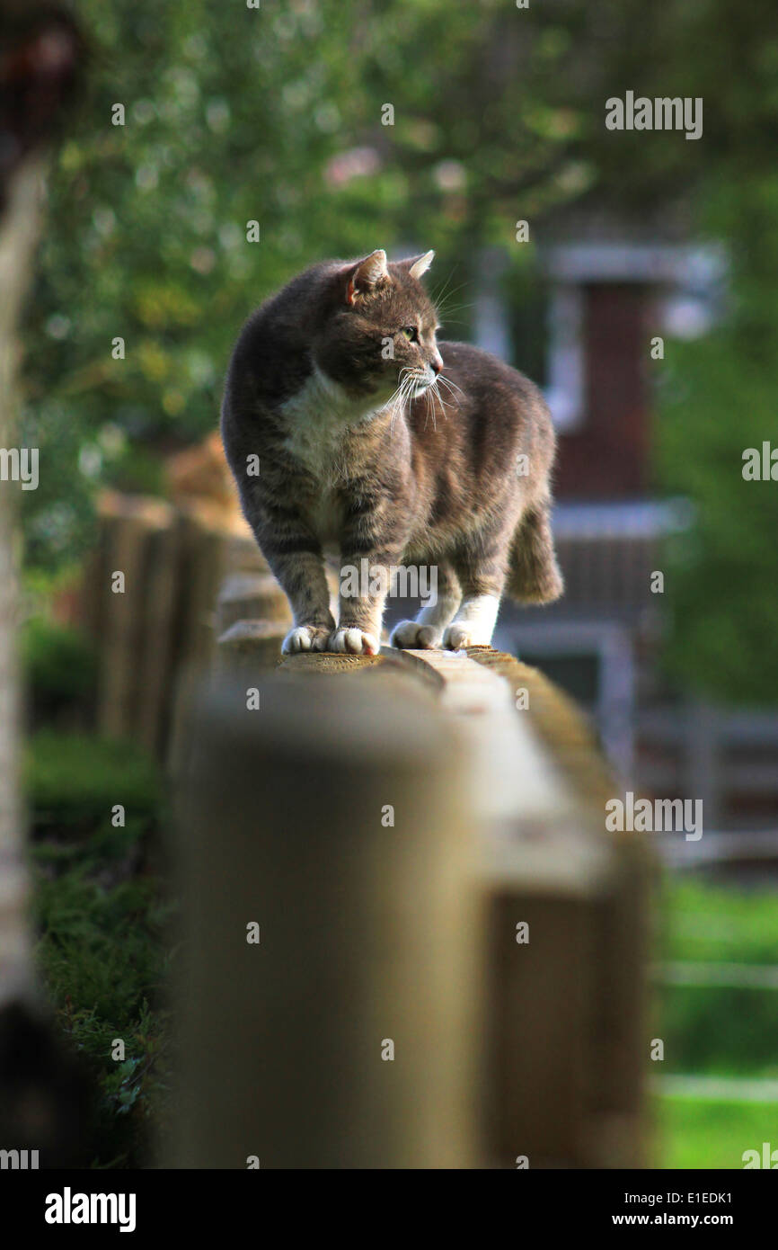 Tabby cat walking on garden fence Stock Photo Alamy