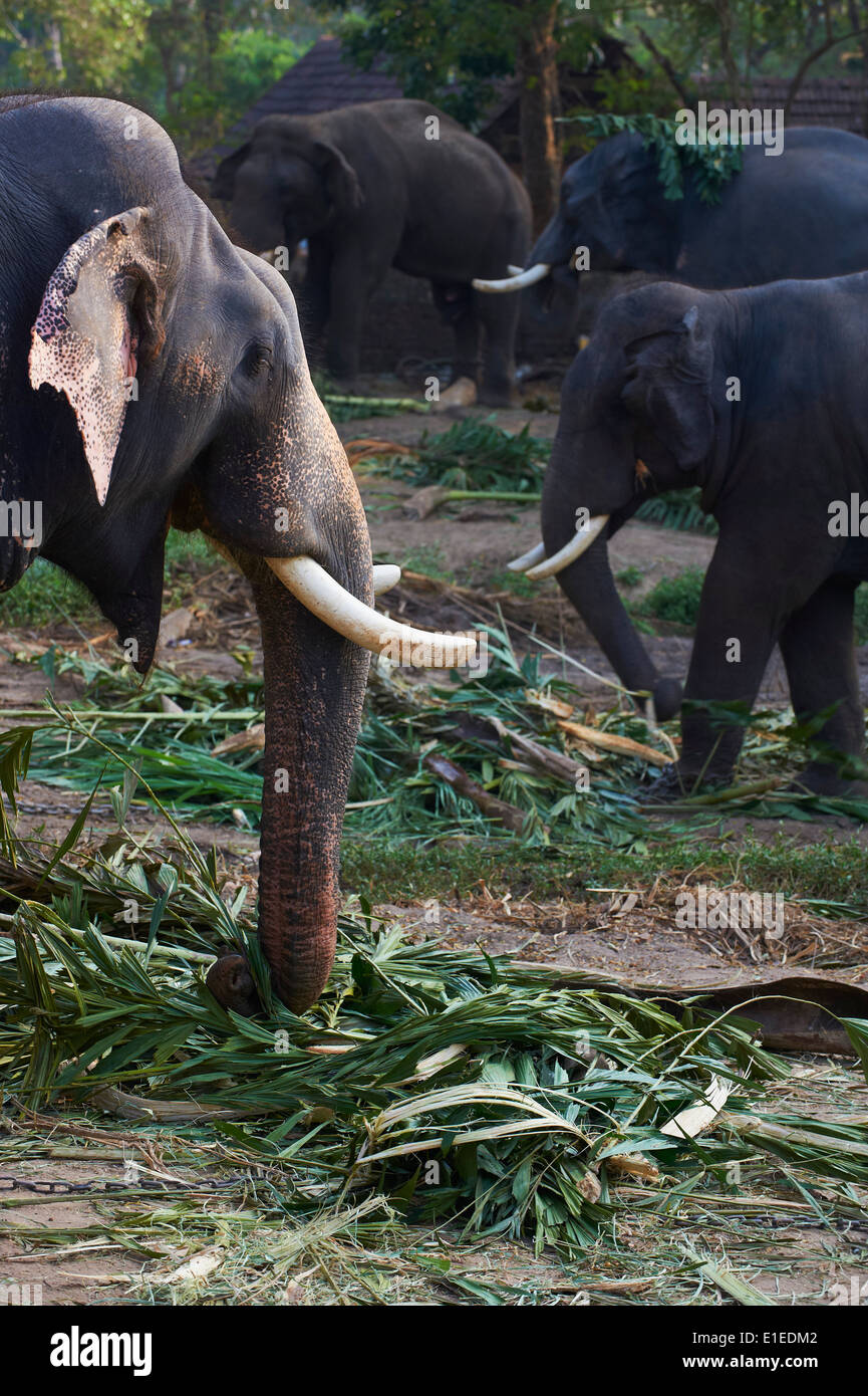 India, Kerala state, Guruvayur, elephant center, training for the temple parade Stock Photo