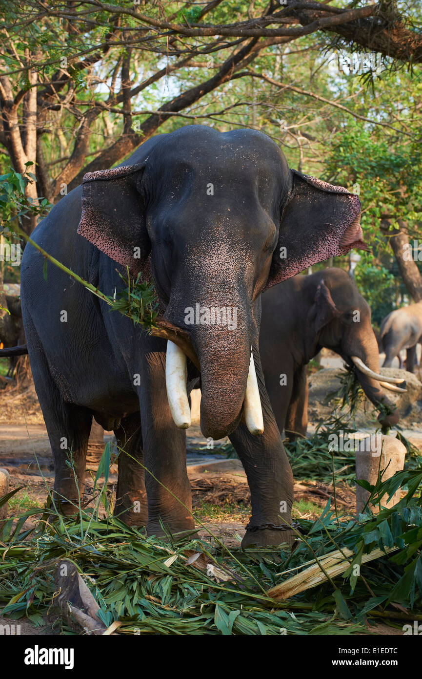 India, Kerala state, Guruvayur, elephant center, training for the temple  parade Stock Photo - Alamy