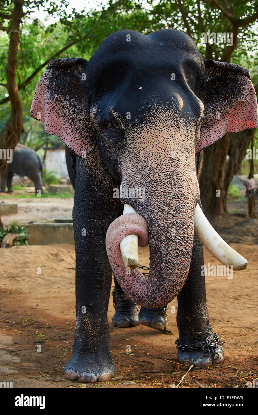 40,229 Elephant Worship Images, Stock Photos & Vectors | Shutterstock