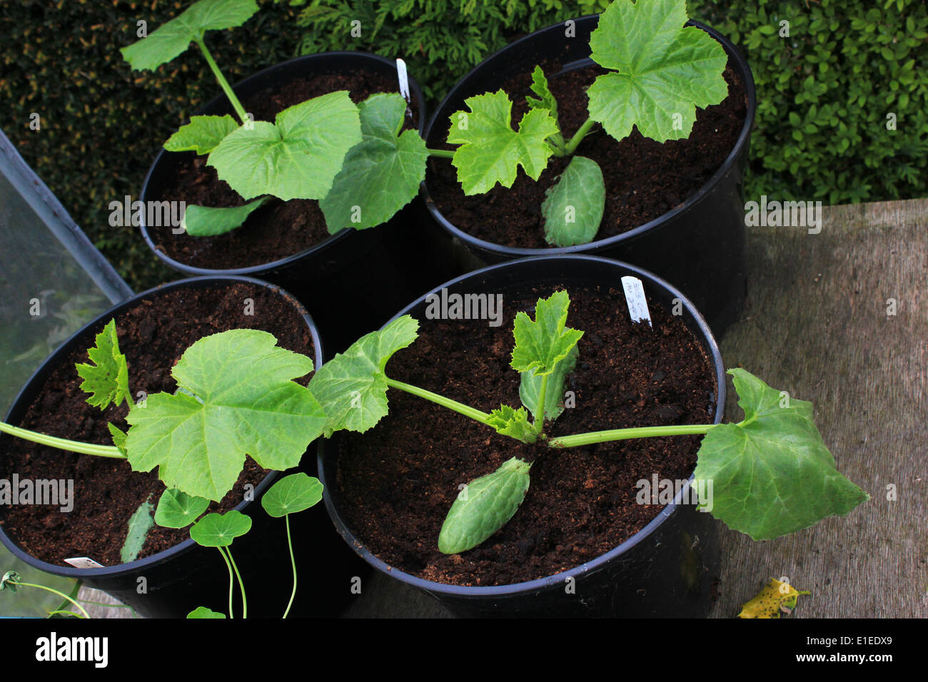 Courgettes growing hi-res stock photography and images - Alamy