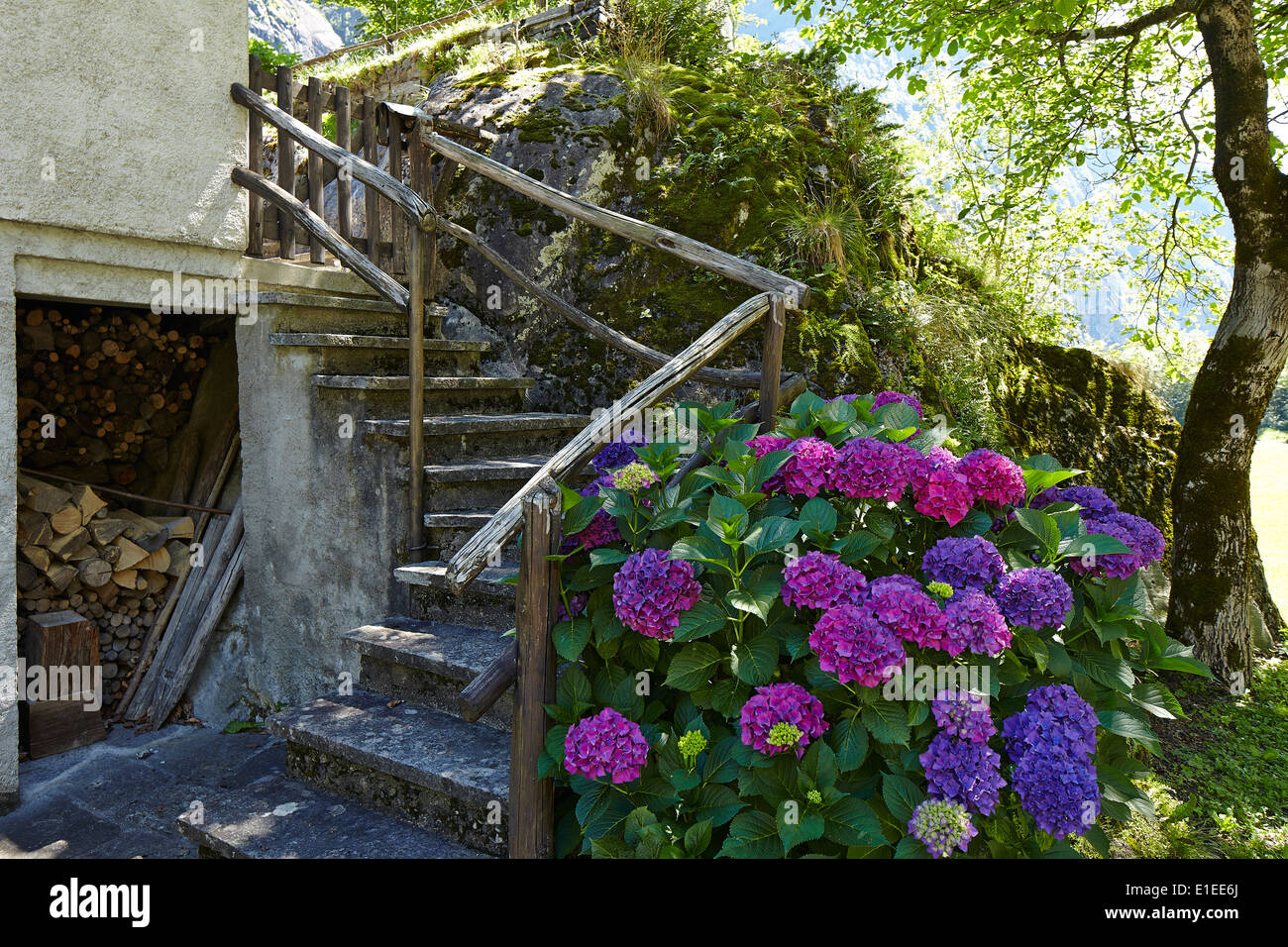 Hydrangea in bloom with staircase to old farm house Stock Photo