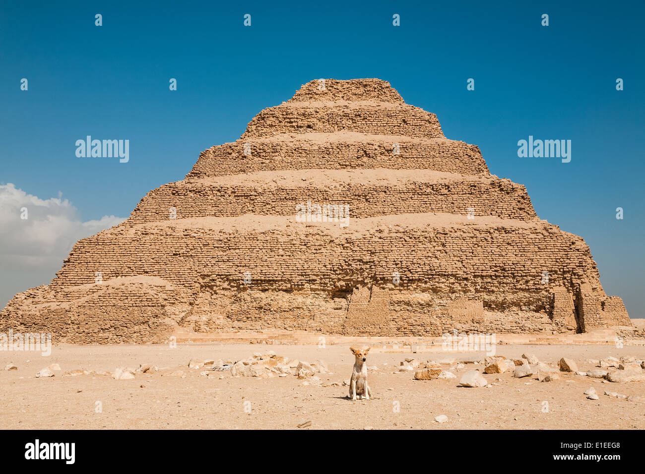Dog sitting in front of the Pyramid of Djoser the first Egyptian