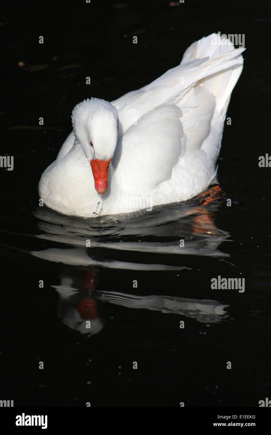 Domestic goose washing in Llangollen Canal Stock Photo Alamy