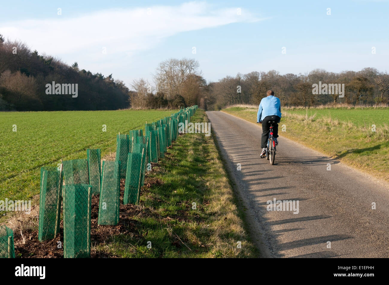 New roadside hedge planted along a country lane leading to Anmer Hall on the Sandringham Estate, Norfolk. Stock Photo