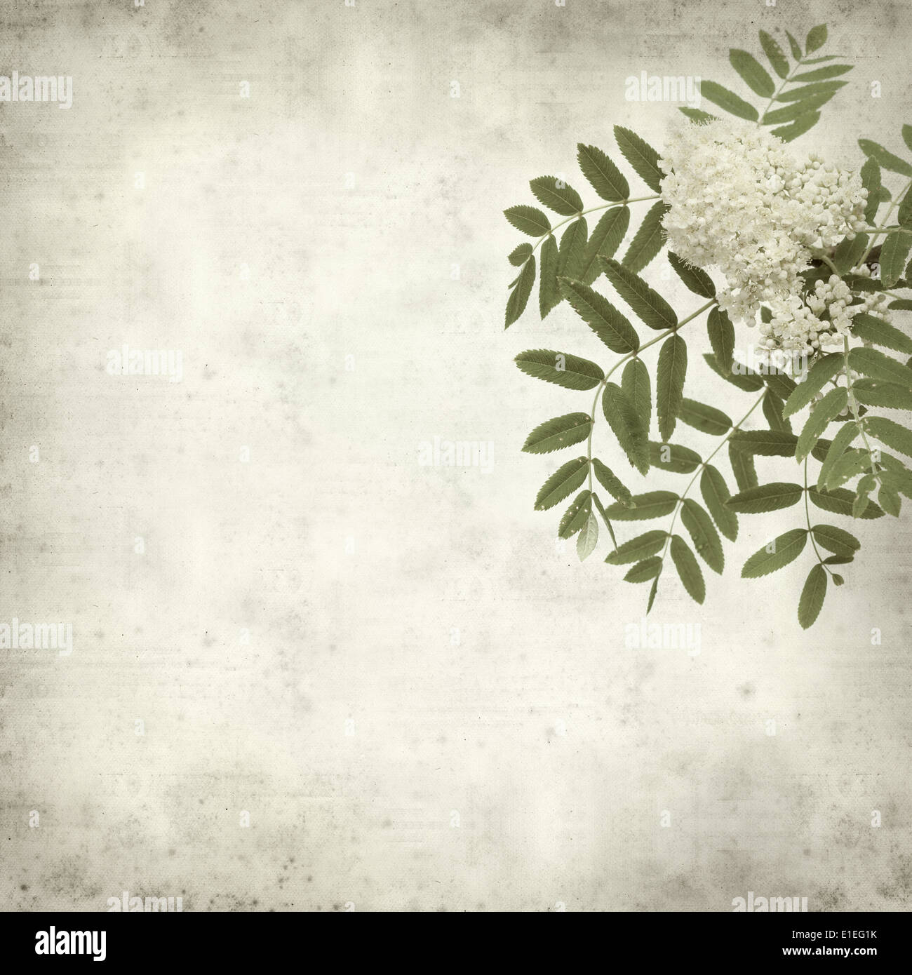 textured old paper background with rowan flowers Stock Photo - Alamy