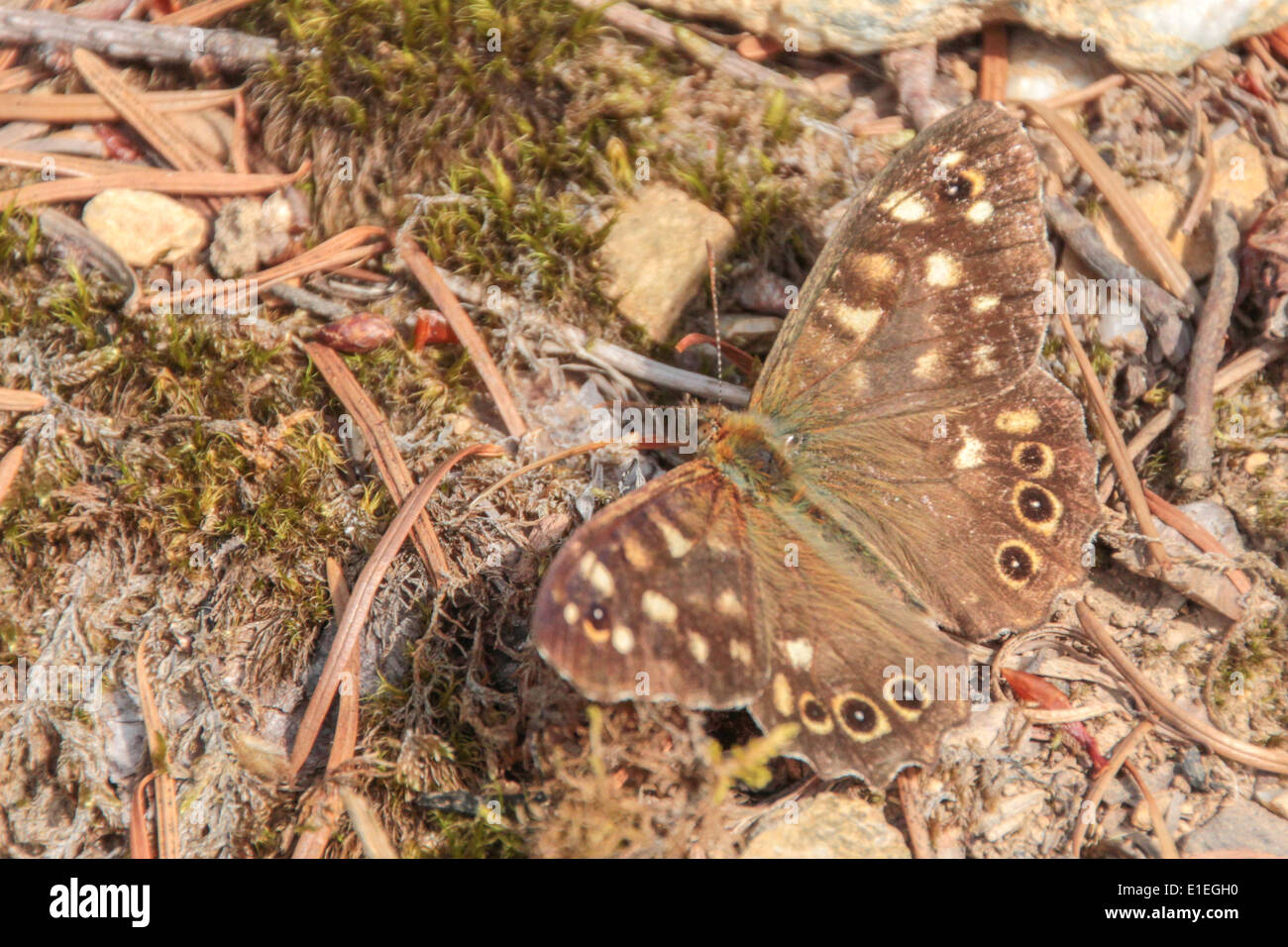 Speckled Wood Butterfly open wings on the ground in woodland (1 of 2) Stock Photo