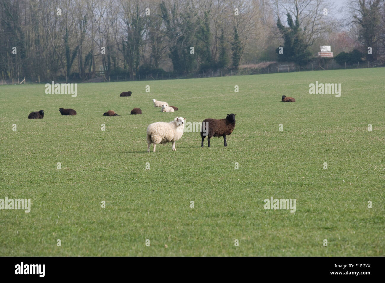 Black sheep of the family hires stock photography and images Alamy