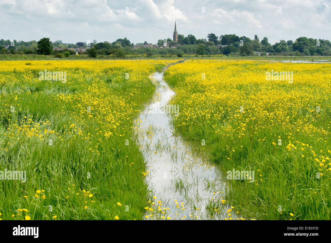 Flooded wildflower field. Kings Sutton, Oxfordshire, England Stock Photo