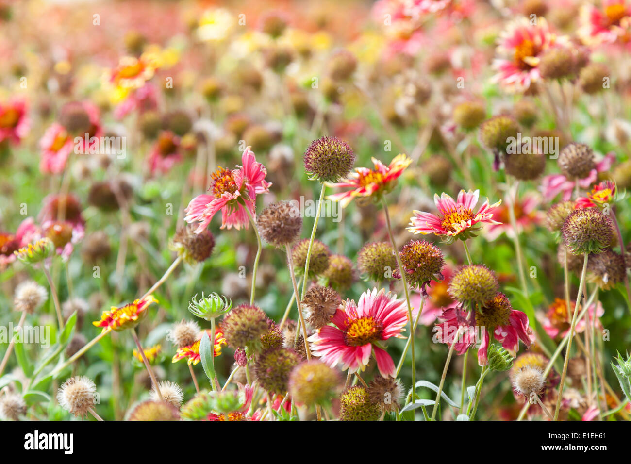 Summer meadow with wild flowers hi-res stock photography and images - Alamy
