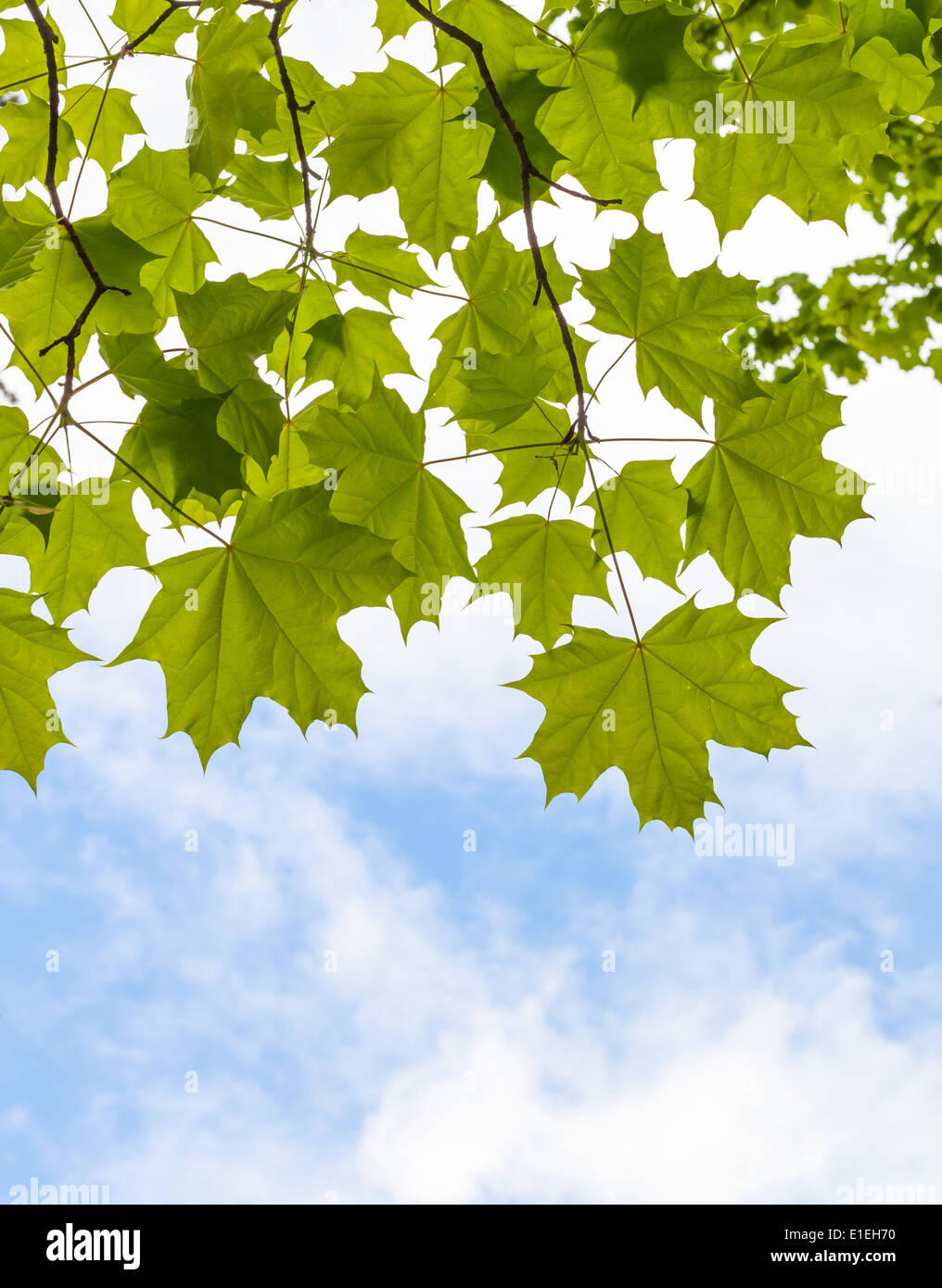 Fresh green maple leaves above blue sky background Stock Photo - Alamy