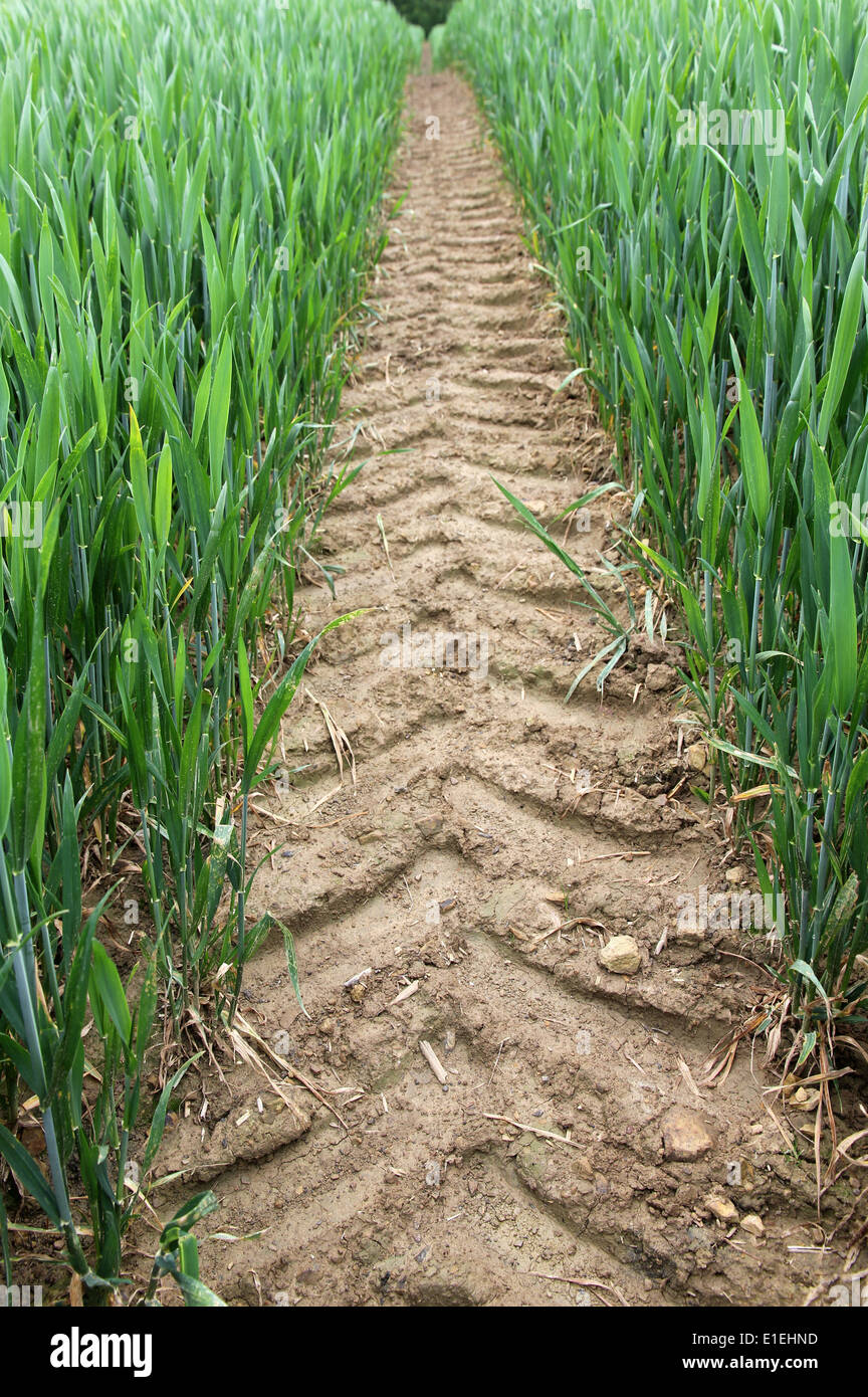 tractor path through spring wheat field Sussex southern England Stock Photo