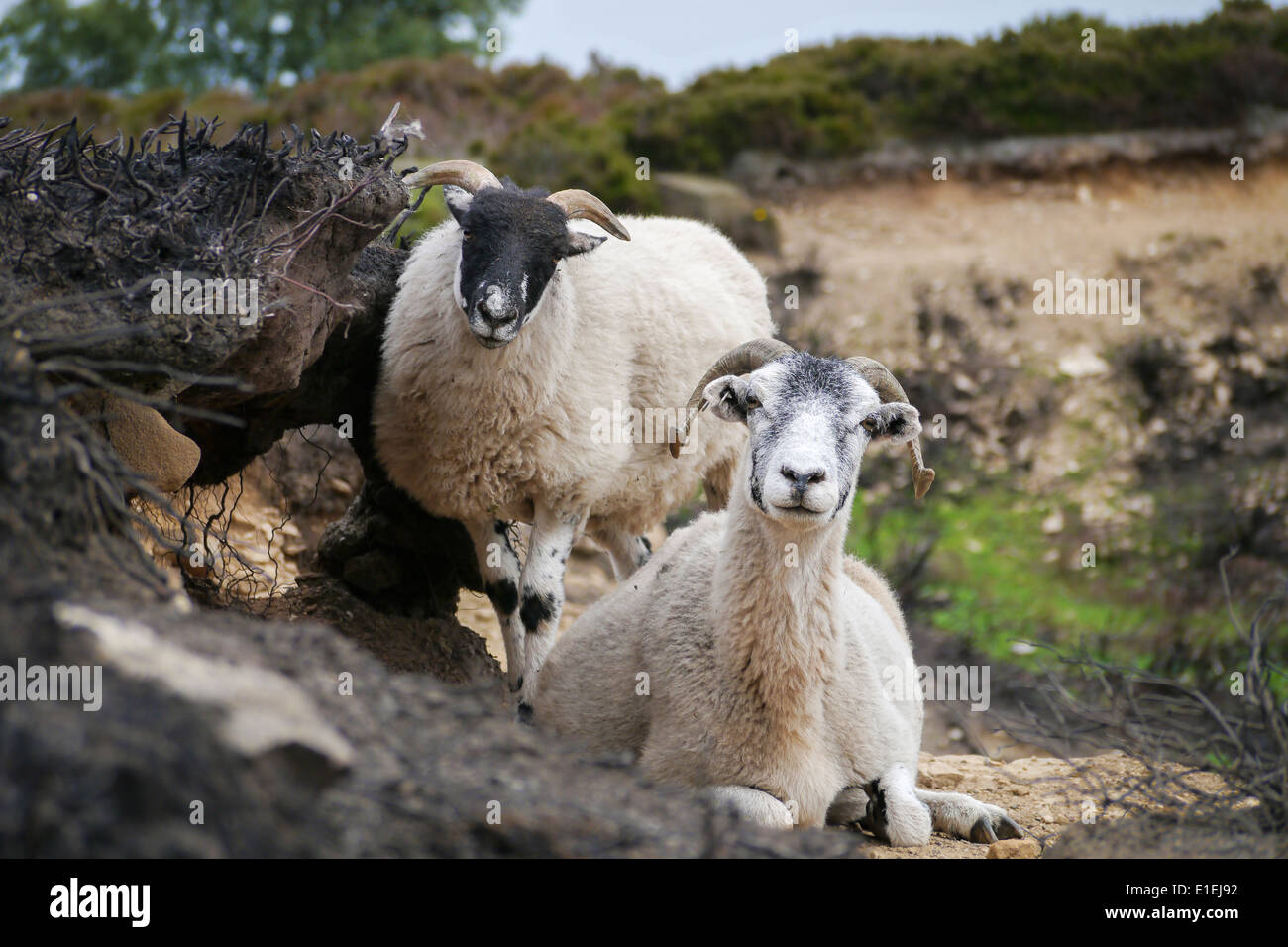 A Sheep with Lamb in the Peak District Stock Photo