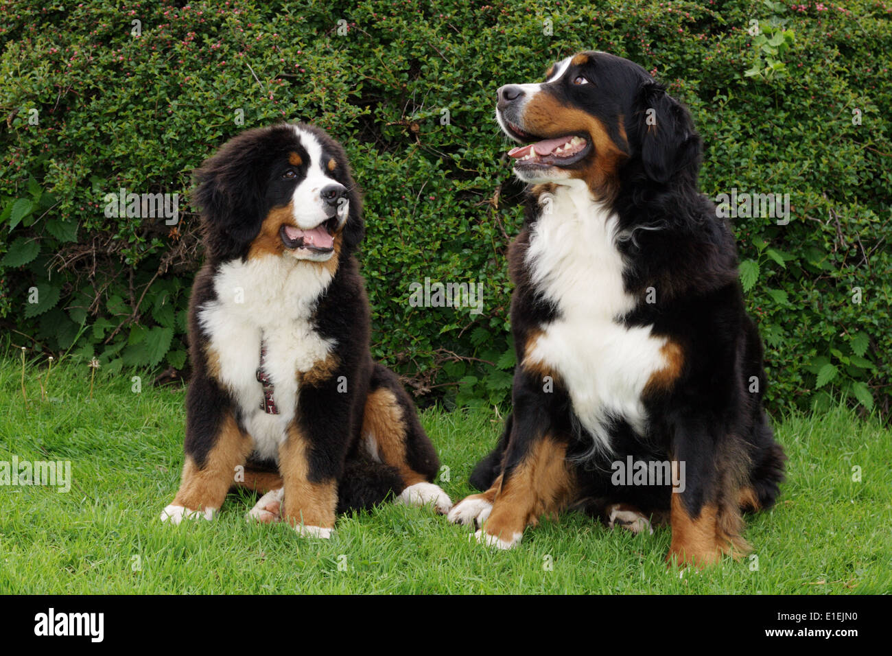 Berner Sennenhund Welpe und erwachsener Sennenhund sitzten nebeneinander im Garten Stock Photo