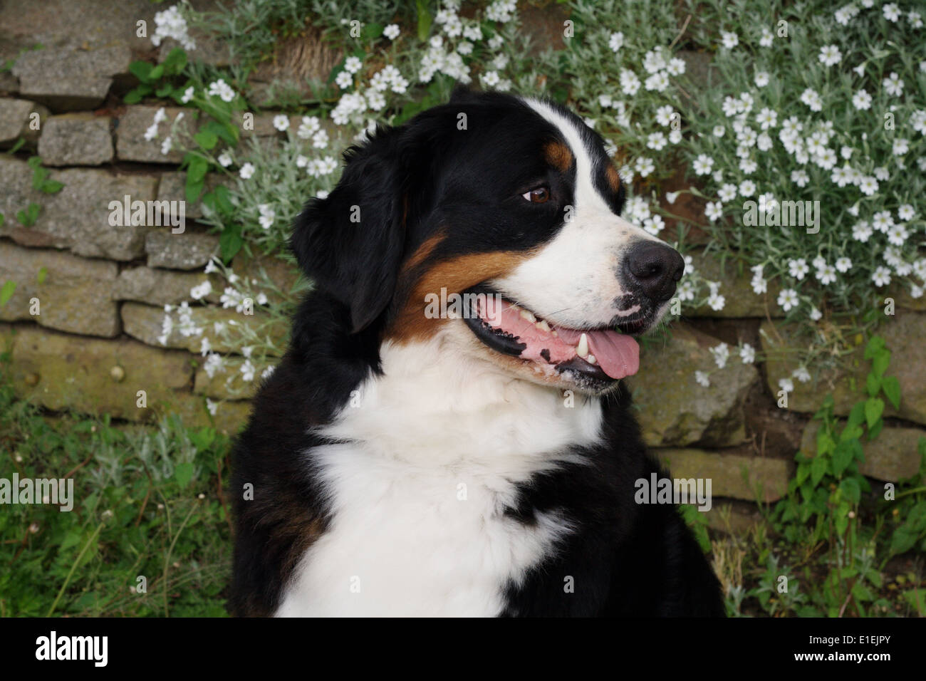 Berner Sennenhund Portrait von der Seite  Stock Photo