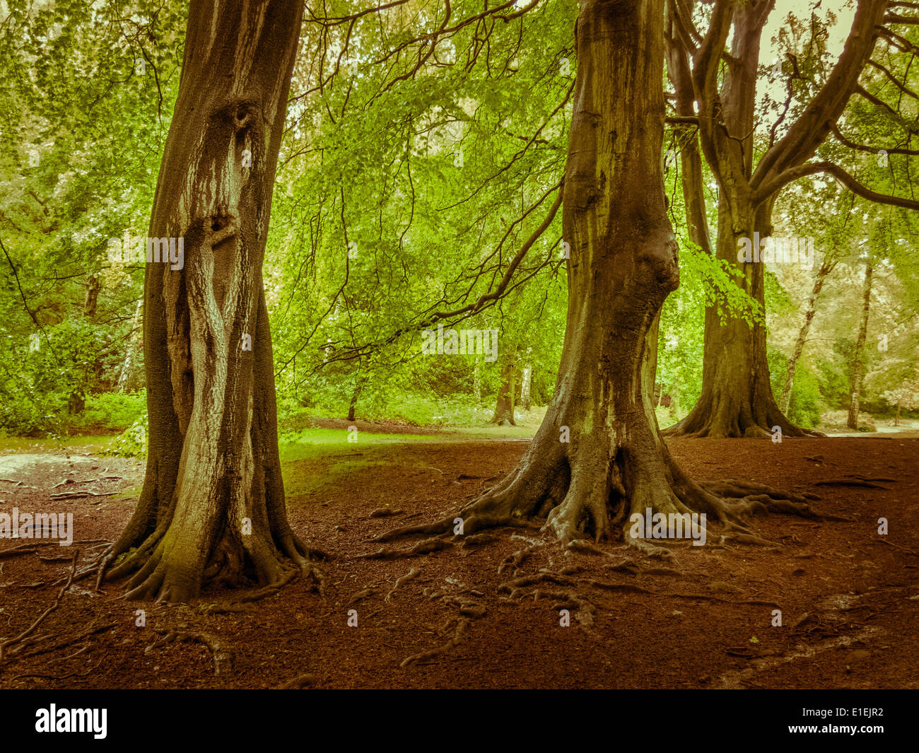 Mysterious looking trees in the woods Stock Photo